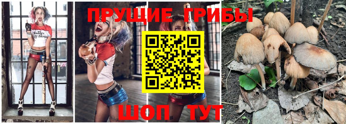 Фролово  Галлюциногенные грибы Cubensis  Вход с VPN 